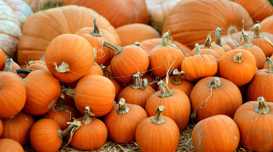 Orange pumpkins of various sizes piled up.