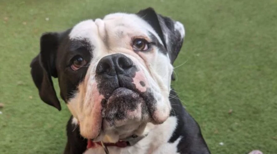 Black and white bulldog looking at the camera.