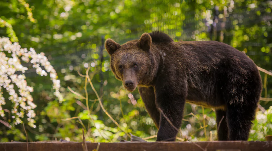 Brown grizzly hear looking at the camera surrounded by green trees